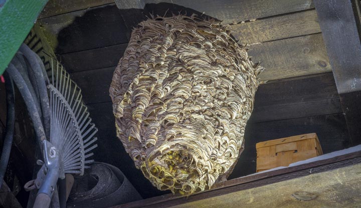 「霧島市国分中央」オオスズメバチ駆除の画像イメージ