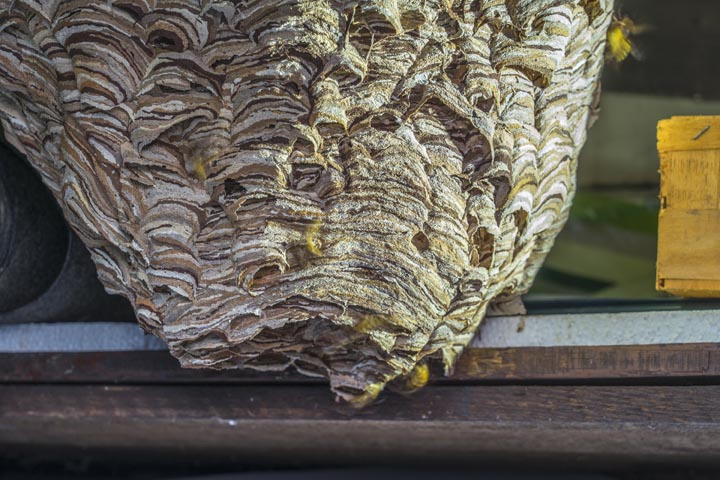 「佐伯市本匠上津川」オオスズメバチ駆除の画像イメージ
