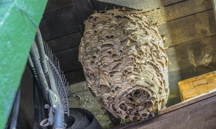 「薩摩川内市上甑町中野」ヒメスズメバチ駆除の画像イメージ