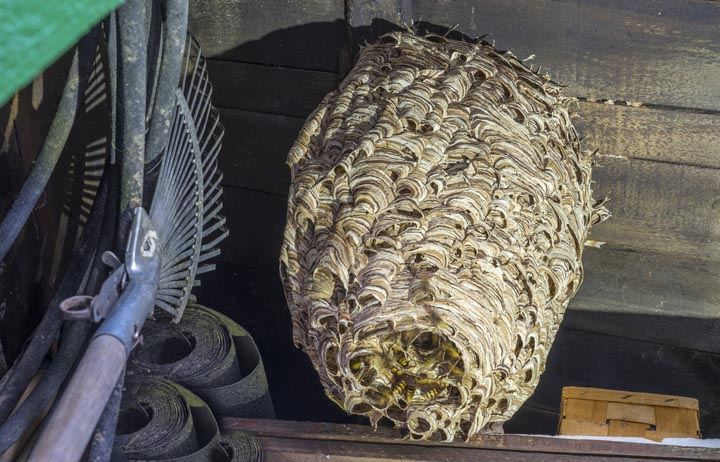 「須賀川市狸森」キイロスズメバチ駆除の画像イメージ