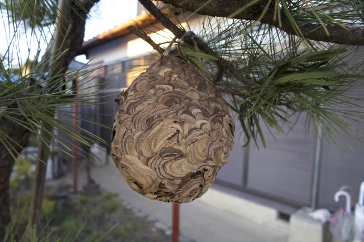「岩国市長野」ヒメスズメバチ駆除の画像イメージ