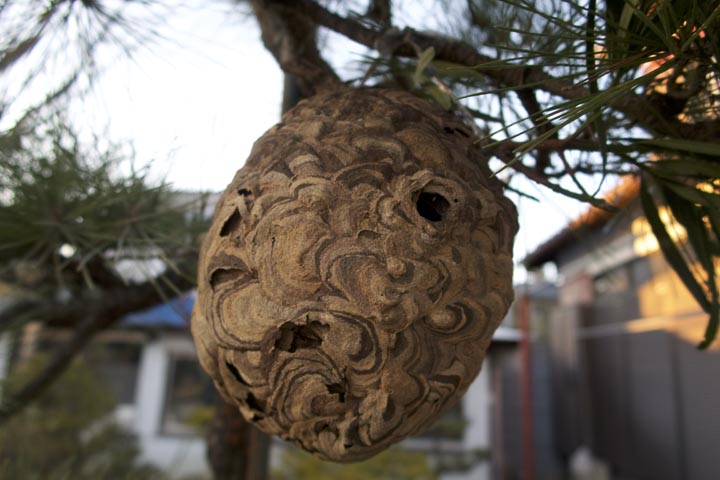 「いちき串木野市浜田町」オオスズメバチ駆除の画像イメージ