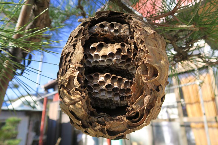 「周南市譲羽」ミツバチ駆除の画像イメージ