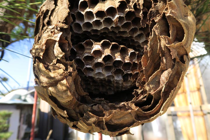 「嬉野市嬉野町下野」オオスズメバチ駆除の画像イメージ