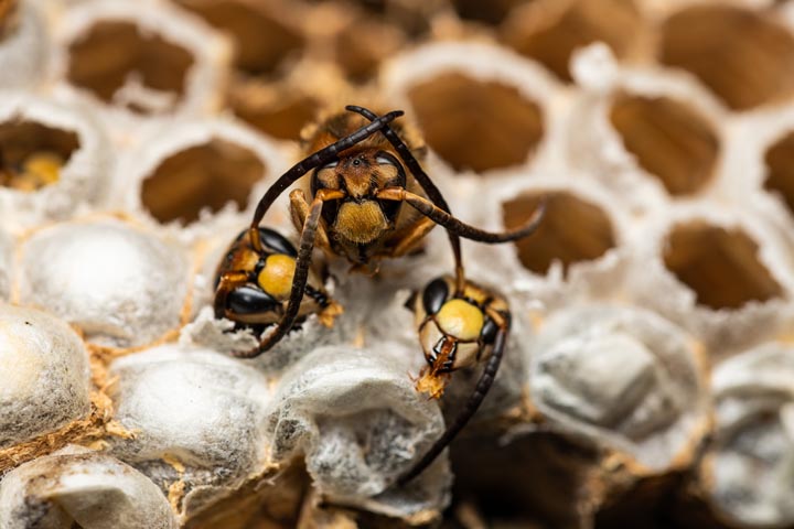 「佐伯市蒲江野々河内浦」ヒメスズメバチ駆除の画像イメージ