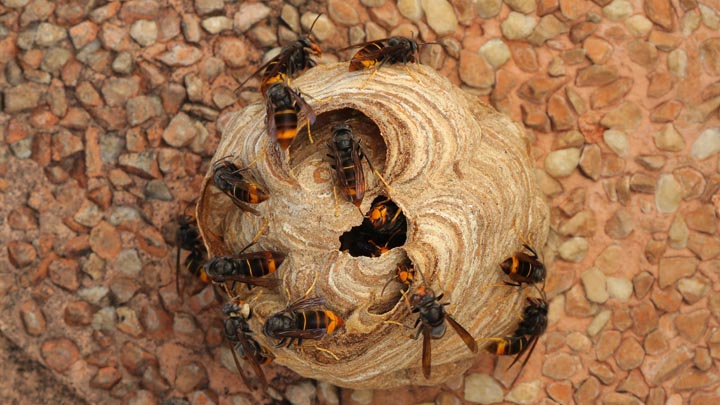 「小城市牛津町乙柳」アシナガバチ駆除の画像イメージ