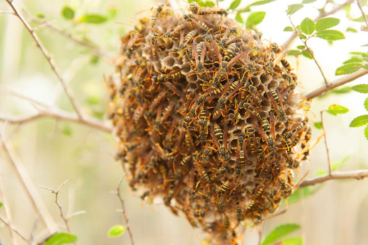 「伊達市保原町泉町」キイロスズメバチ駆除の画像イメージ