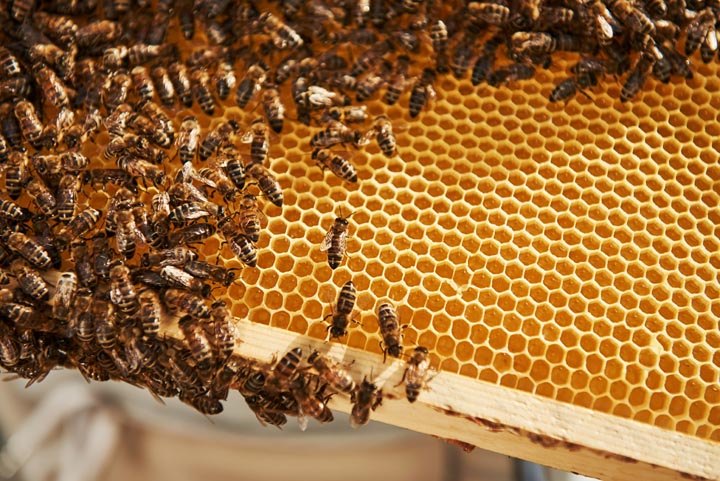 「中津市上池永」アシナガバチ駆除の画像イメージ