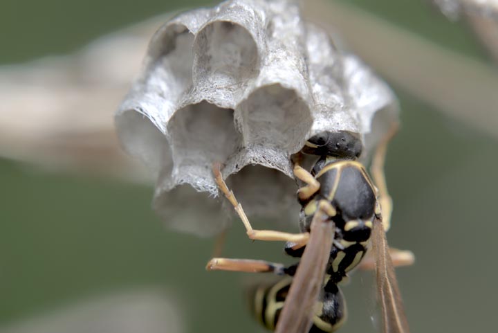 「山鹿市菊鹿町太田」コガタスズメバチ駆除の画像イメージ