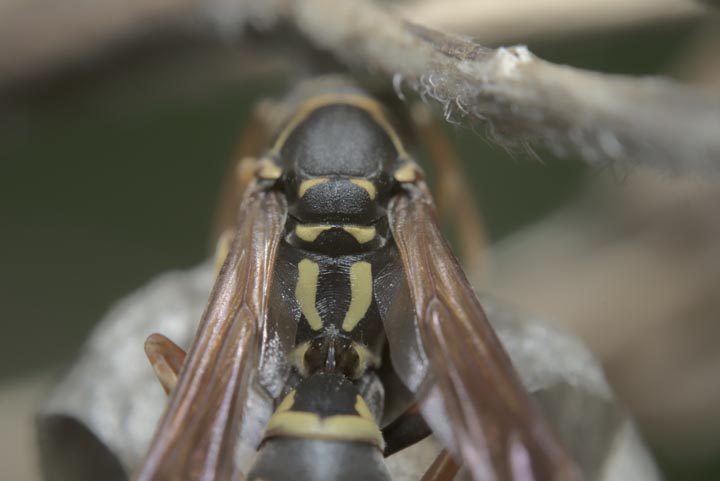 「真庭市栗原」コガタスズメバチ駆除の画像イメージ