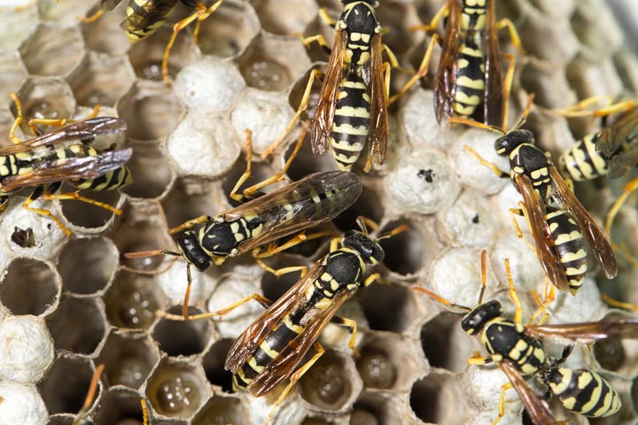「日田市豆田町」スズメバチ駆除の画像イメージ