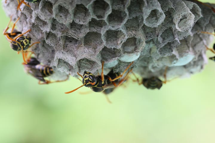 「神埼市千代田町渡瀬」ヒメスズメバチ駆除の画像イメージ