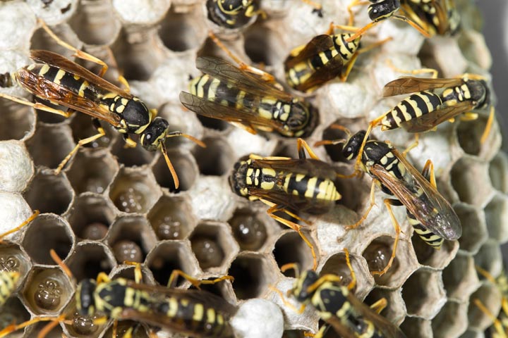 「中津市本耶馬渓町折元」ミツバチ駆除の画像イメージ