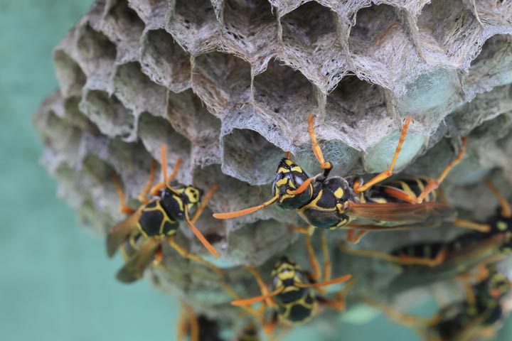 「真庭市山田」クマバチ駆除の画像イメージ