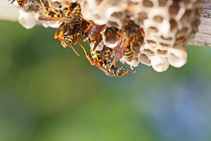 「会津若松市河東町南高野」ヒメスズメバチ駆除の画像イメージ