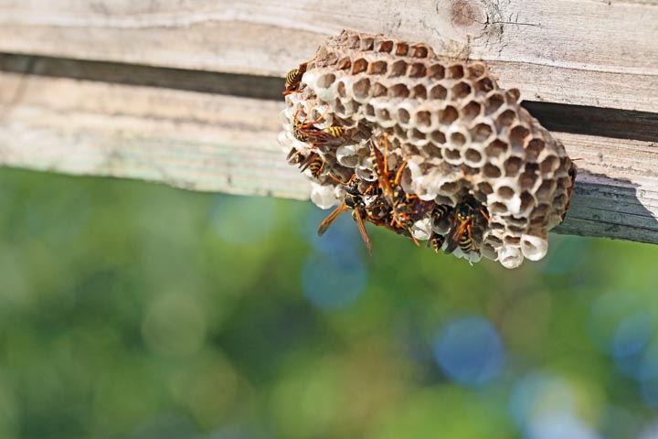 「美作市林野」オオスズメバチ駆除の画像イメージ