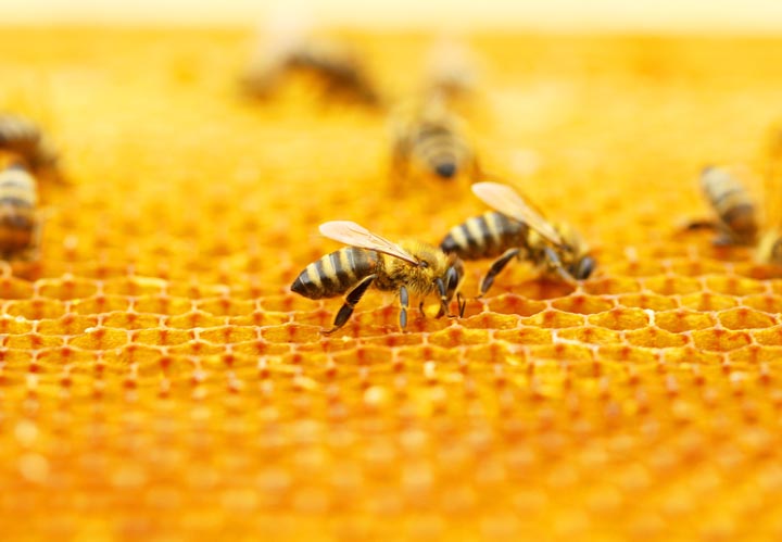 「福岡県みやま市」ヒメスズメバチ駆除の画像イメージ