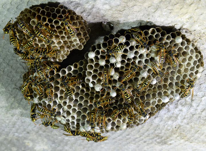 「玉野市西田井地」ミツバチ駆除の画像イメージ