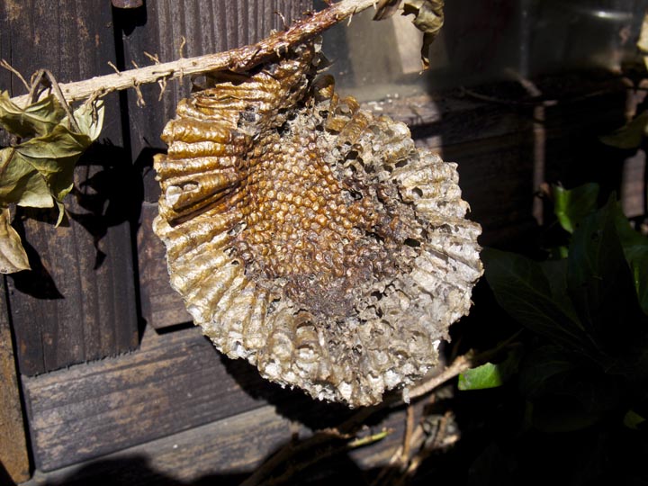 「福岡県八女市」アシナガバチ駆除の画像イメージ