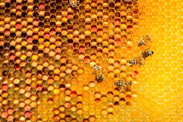 「福島市狐塚」アシナガバチ駆除の画像イメージ