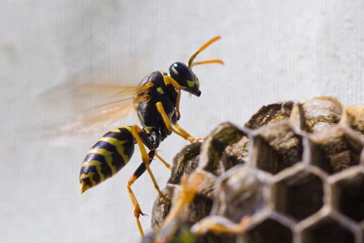 「津山市吉見」クマバチ駆除の画像イメージ