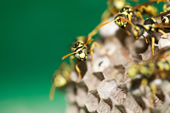 「うきは市浮羽町山北」ミツバチ駆除の画像イメージ
