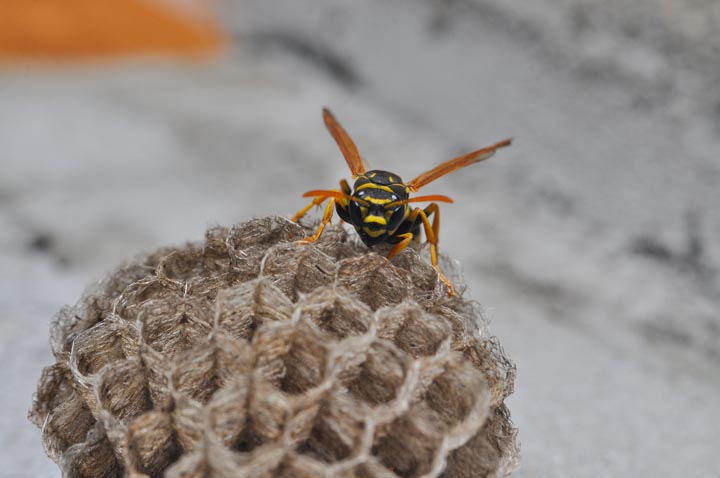 「福岡県大牟田市」ヒメスズメバチ駆除の画像イメージ