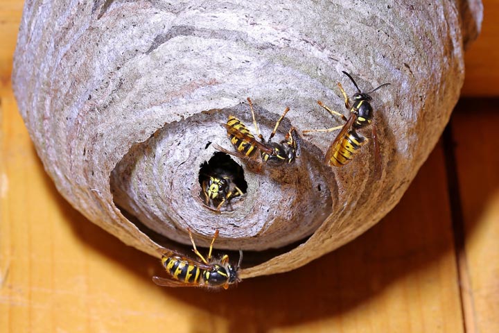 「山口県宇部市」ヒメスズメバチ駆除の画像イメージ