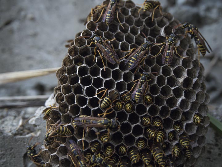 「福岡県みやま市」アシナガバチ駆除の画像イメージ