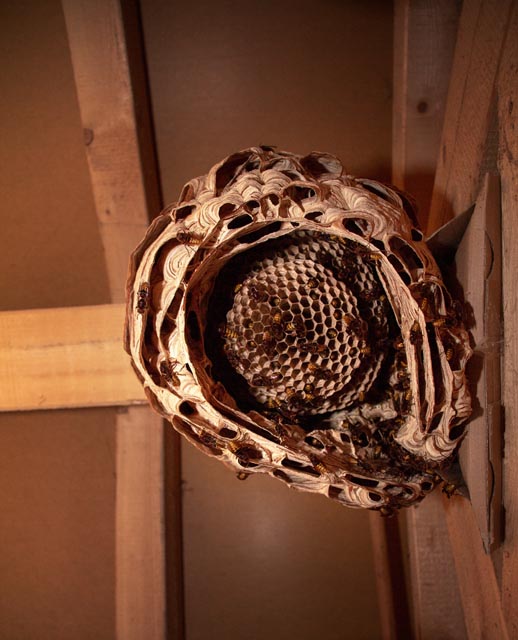 「うきは市浮羽町流川」コガタスズメバチ駆除の画像イメージ