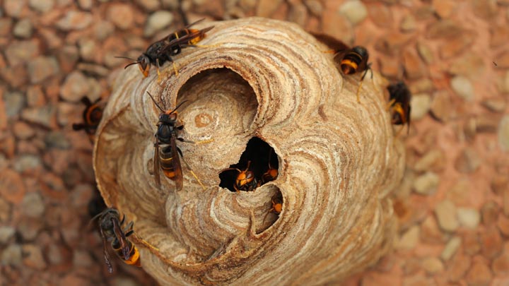 「福岡県大牟田市」ヒメスズメバチ駆除の画像イメージ