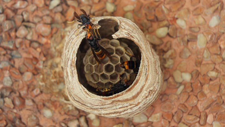 「福岡県大牟田市」コガタスズメバチ駆除の画像イメージ
