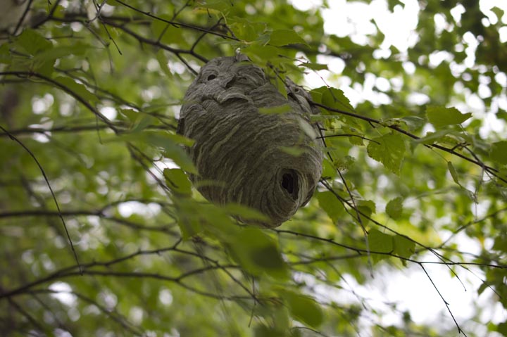 「福島県福島市」ヒメスズメバチ駆除の画像イメージ