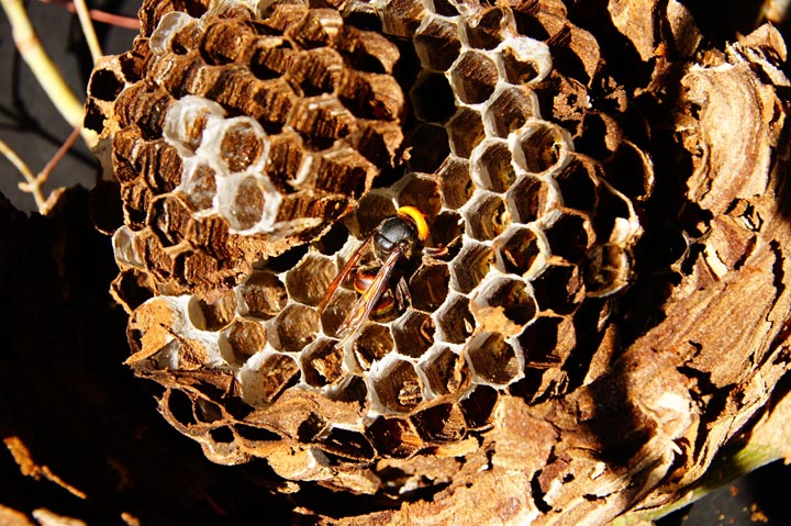 「大川市紅粉屋」コガタスズメバチ駆除の画像イメージ