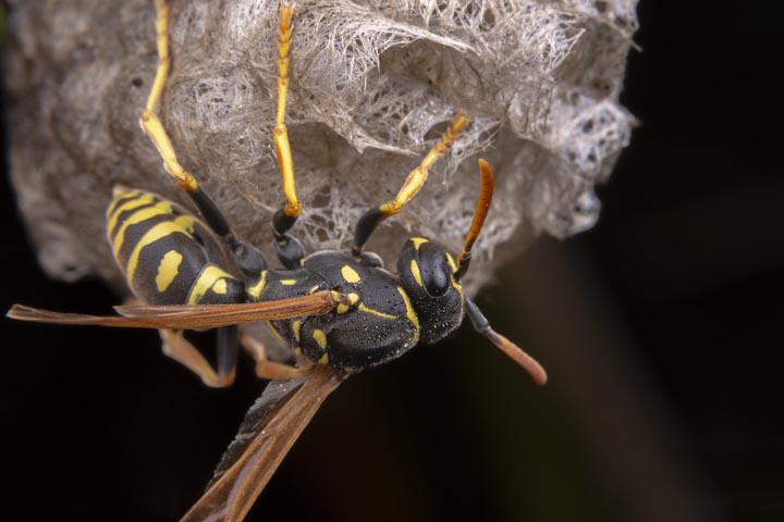 「津山市坂上」スズメバチ駆除の画像イメージ