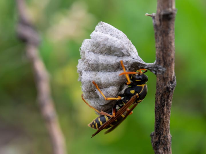 「大牟田市中島町」ミツバチ駆除の画像イメージ