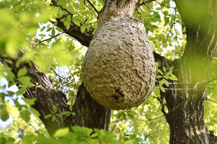 「合志市幾久富」ミツバチ駆除の画像イメージ