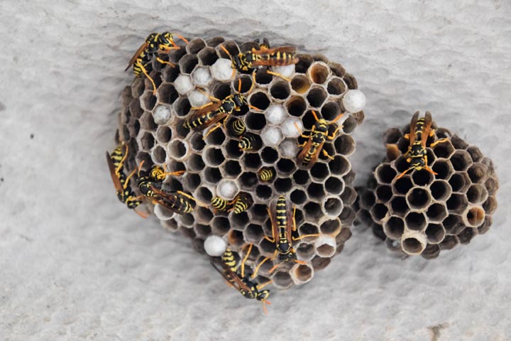 「みやま市瀬高町高柳」アシナガバチ駆除の画像イメージ