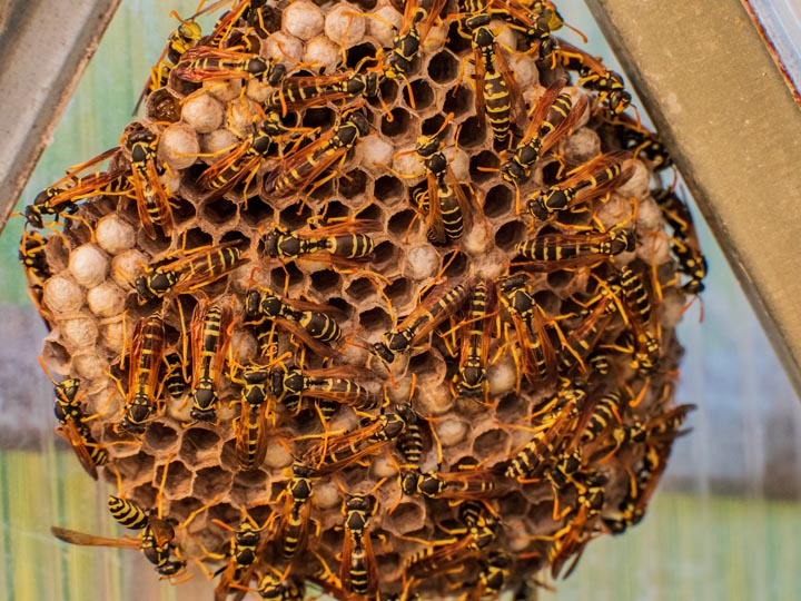 「鳥栖市本通町」ミツバチ駆除の画像イメージ