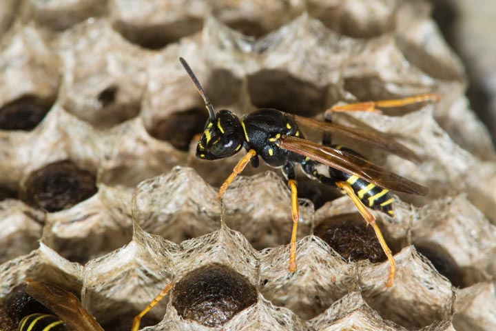 「福岡県みやま市」スズメバチ駆除の画像イメージ