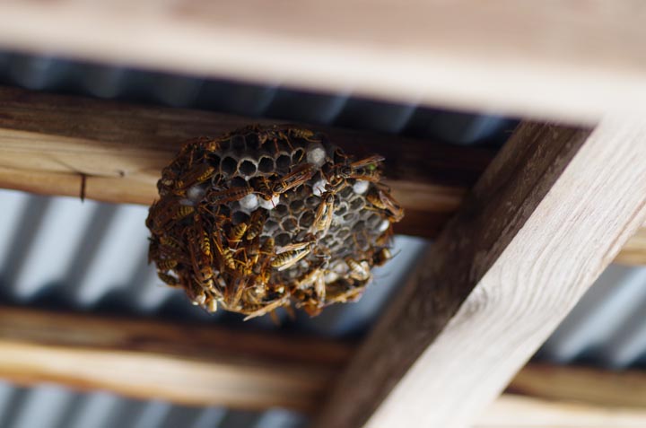 「合志市豊岡」スズメバチ駆除の画像イメージ
