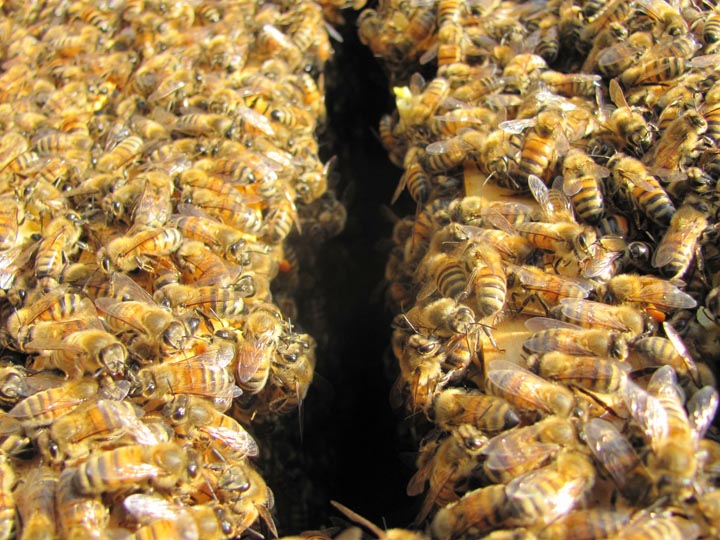「福岡県筑後市」ヒメスズメバチ駆除の画像イメージ