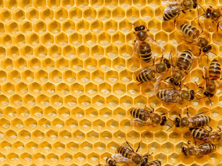 「大川市小保」ミツバチ駆除の画像イメージ