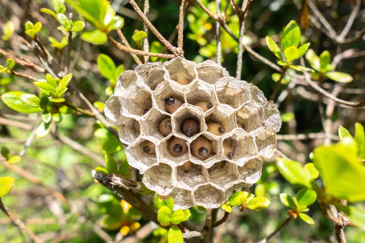 「津山市一方」ミツバチ駆除の画像イメージ
