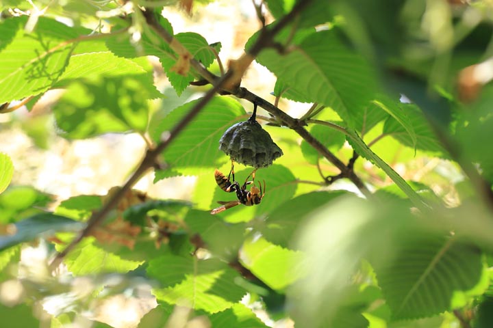 「大分市六坊南町」ミツバチ駆除の画像イメージ