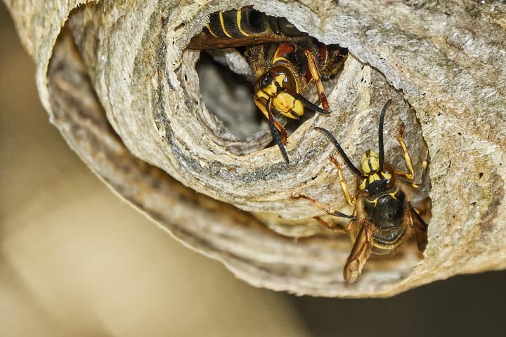 「熊本県合志市」オオスズメバチ駆除の画像イメージ