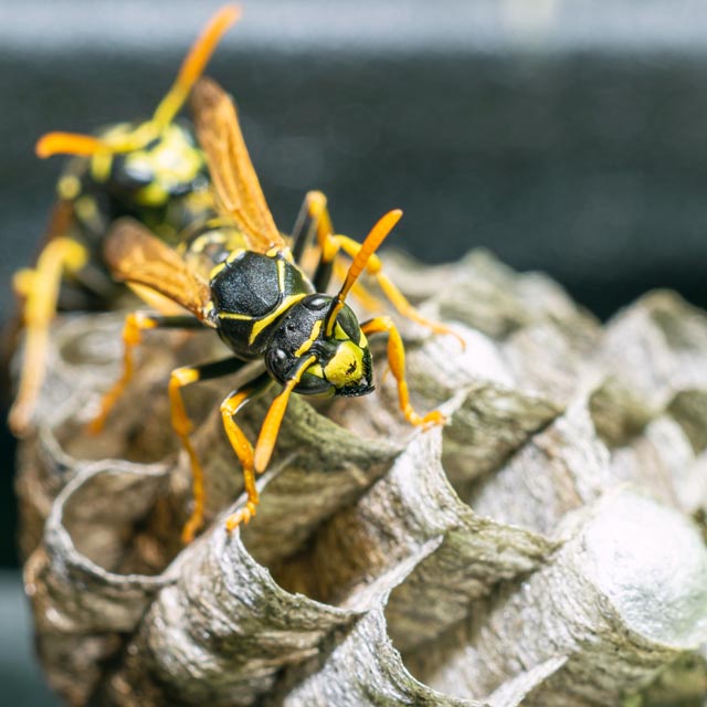 「福岡県大牟田市」オオスズメバチ駆除の画像イメージ