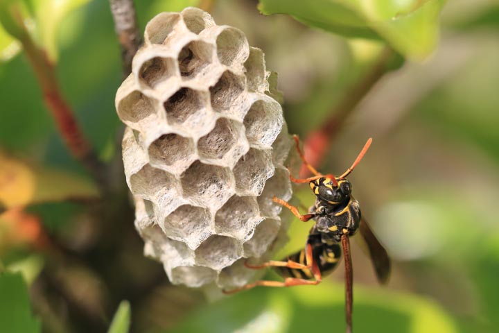 「津山市三浦」コガタスズメバチ駆除の画像イメージ