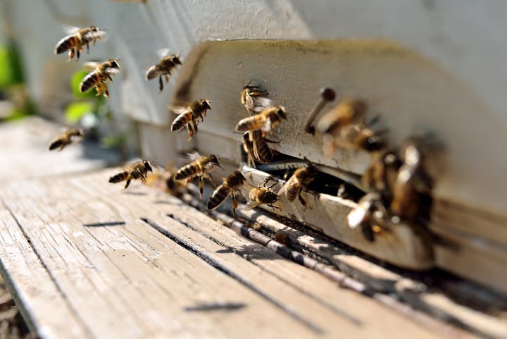 「鳥栖市鎗田町」ヒメスズメバチ駆除の画像イメージ