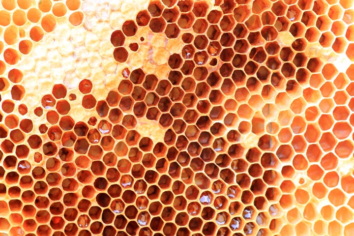 「山口県下関市」キイロスズメバチ駆除の画像イメージ